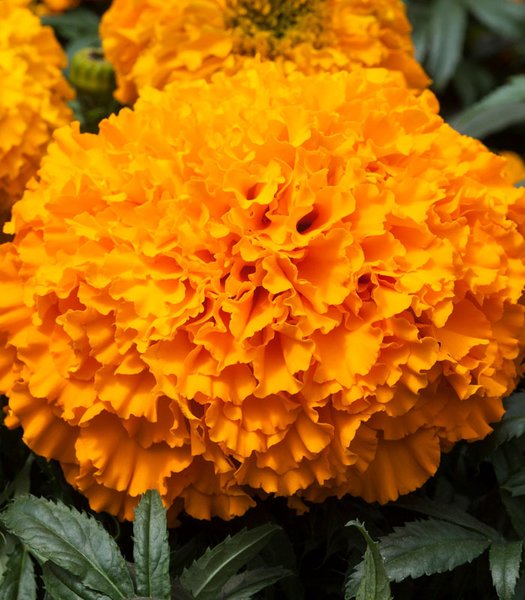 TAGETES ERECTA BIG TOP F1 - 250 SEMINTE