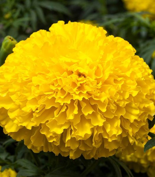 TAGETES ERECTA BIG TOP F1 - 250 SEMINTE