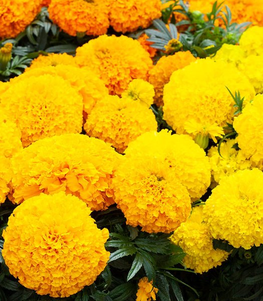 TAGETES ERECTA BIG TOP F1 - 250 SEMINTE