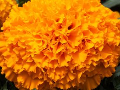 TAGETES ERECTA BIG TOP F1 - 250 SEMINTE