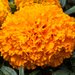 TAGETES ERECTA BIG TOP F1 - 250 SEMINTE