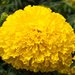 TAGETES ERECTA BIG TOP F1 - 250 SEMINTE