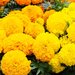 TAGETES ERECTA BIG TOP F1 - 250 SEMINTE